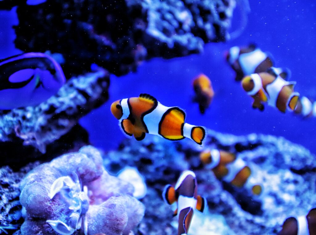 What Is A Misbar Clownfish Types Of Misbar Clownfish Fish Keeping