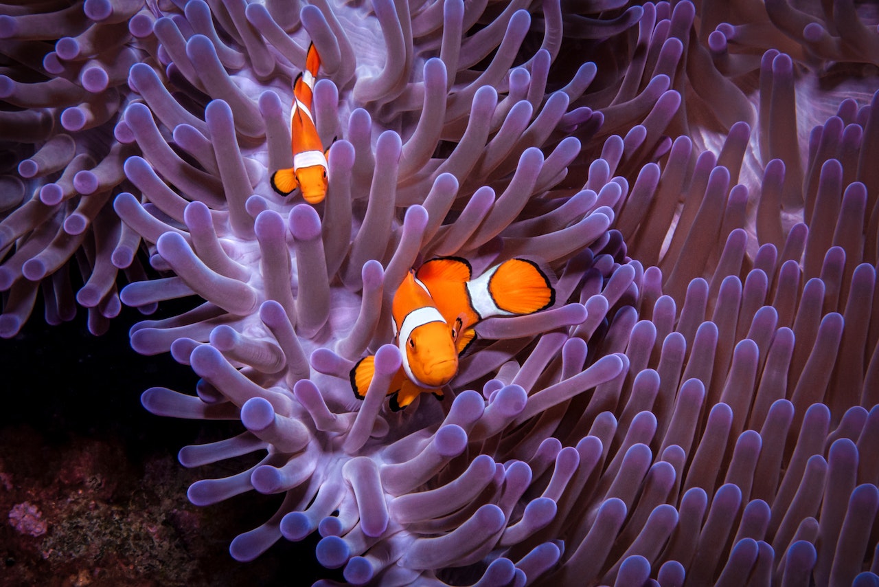 Can Clownfish Change Gender? How Many Times? - Fish Keeping Guides