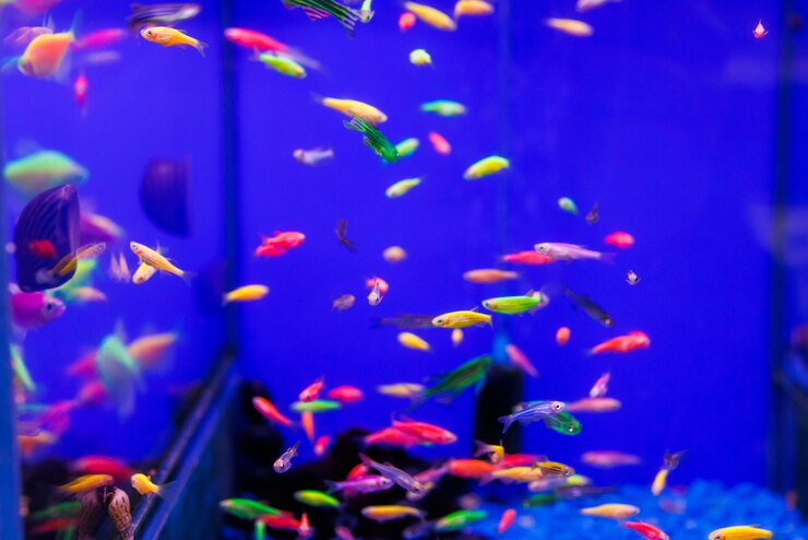 what-temperature-do-glofish-need-do-they-need-a-heater-fish-keeping-guides