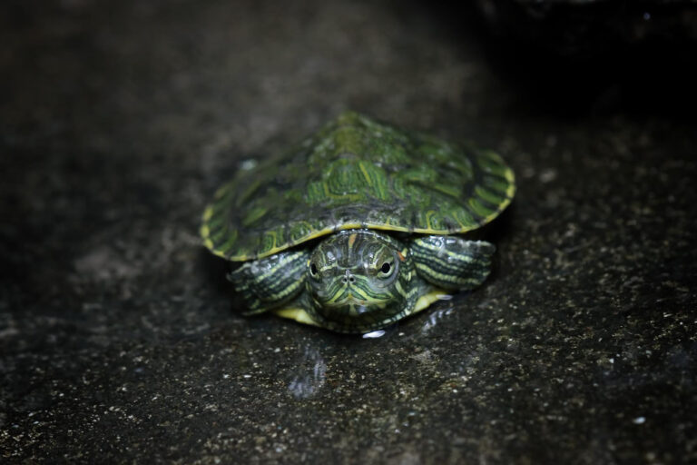 Peacock Slider Turtles Definitive Care Guide | Diet, Habitat, Breeding ...