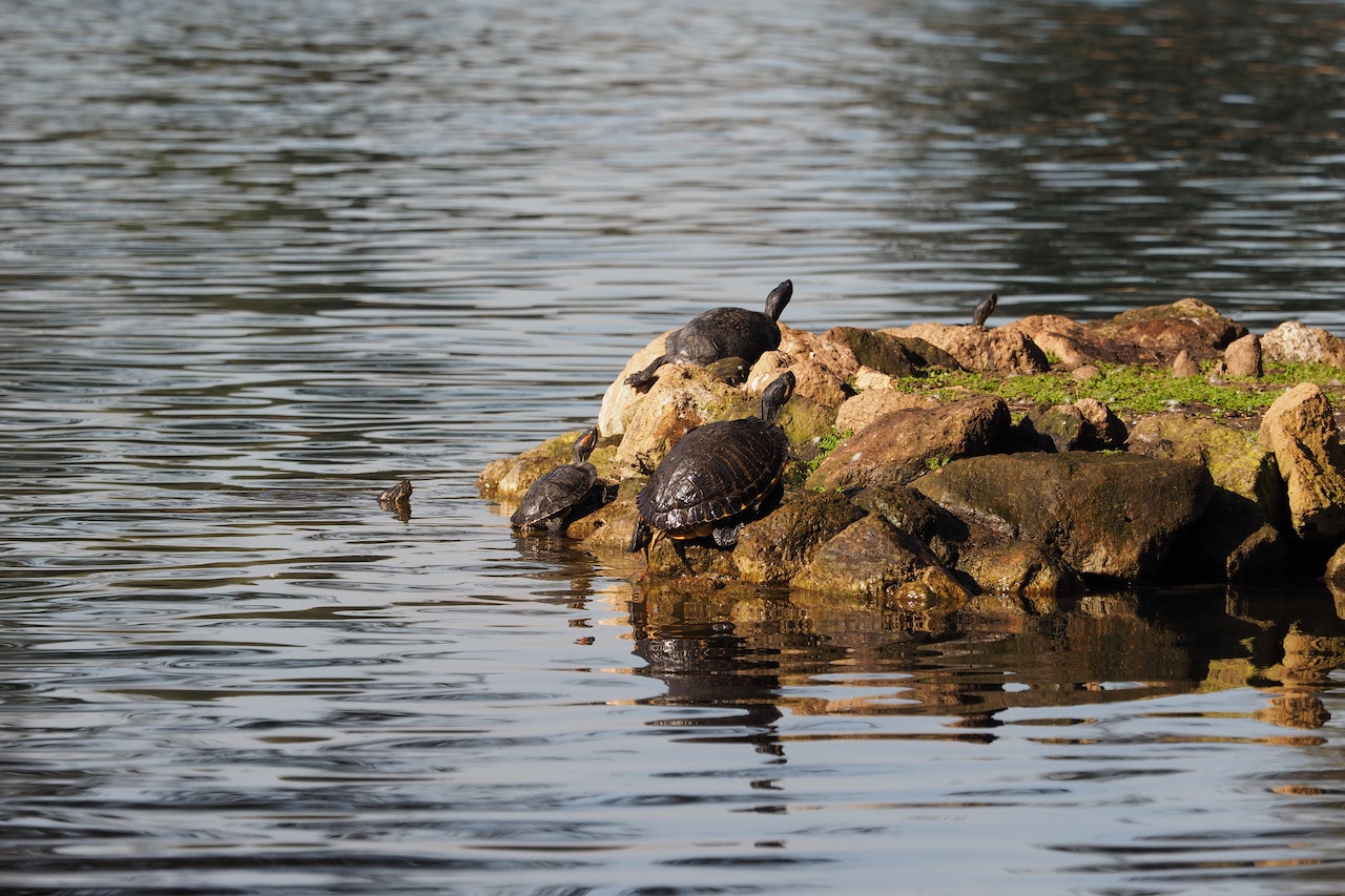 how-long-can-red-eared-sliders-be-out-of-water-can-they-survive