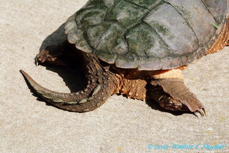 Do Turtles Have Tails? This Turtle Has The Longest Tail! - Fish Keeping ...