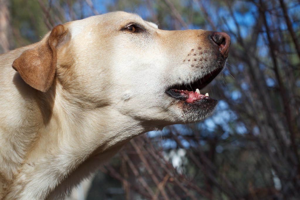 The Secret Language of Barks: Unveiling the Fascinating Reasons Why Dogs Bark